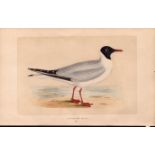 Laughing Gull Rev Morris Antique History of British Birds Engraving.