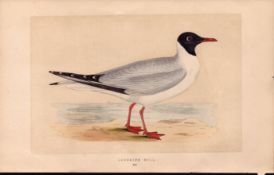Laughing Gull Rev Morris Antique History of British Birds Engraving.