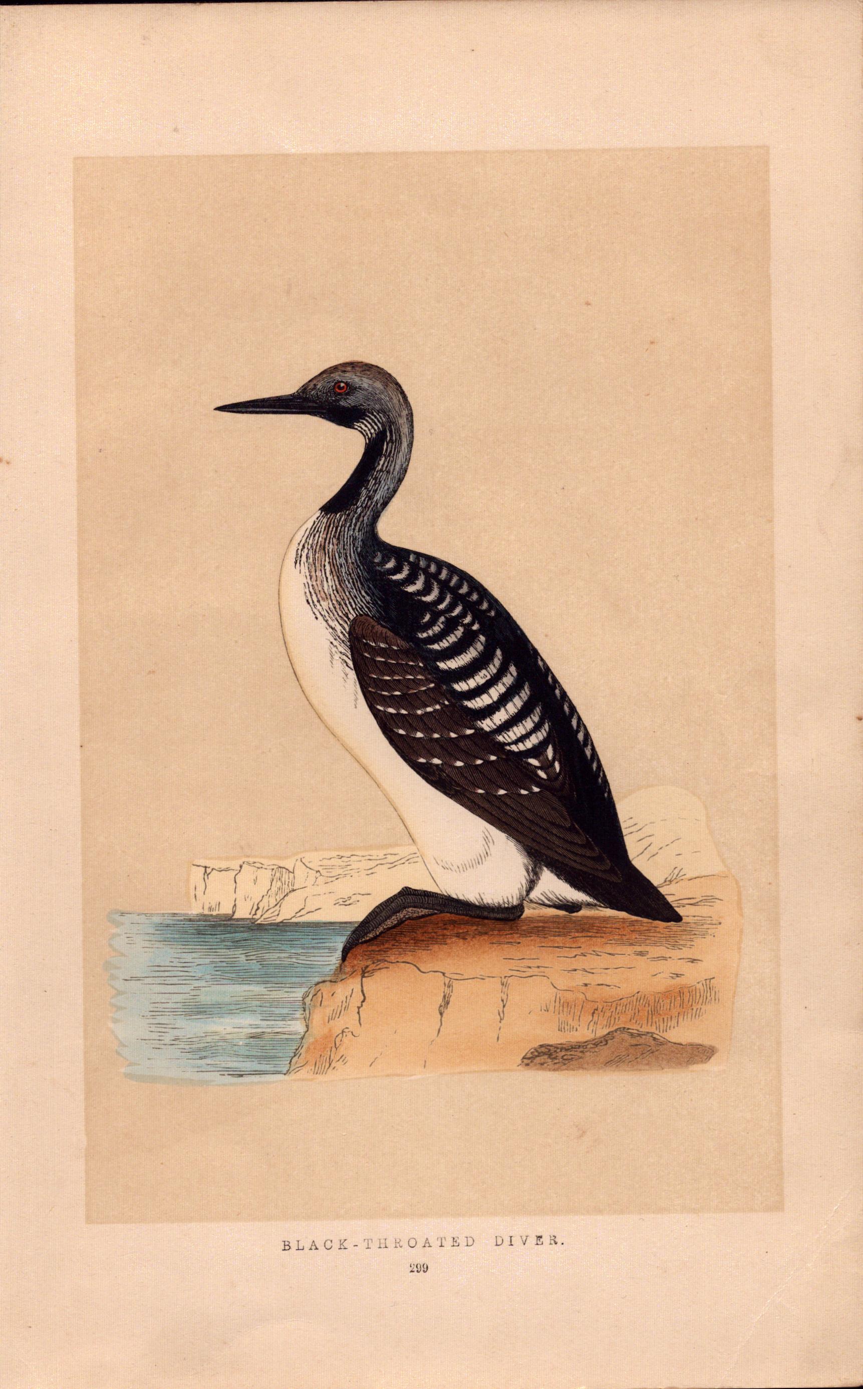 Black Throated Diver Rev Morris Antique History of British Birds Engraving.