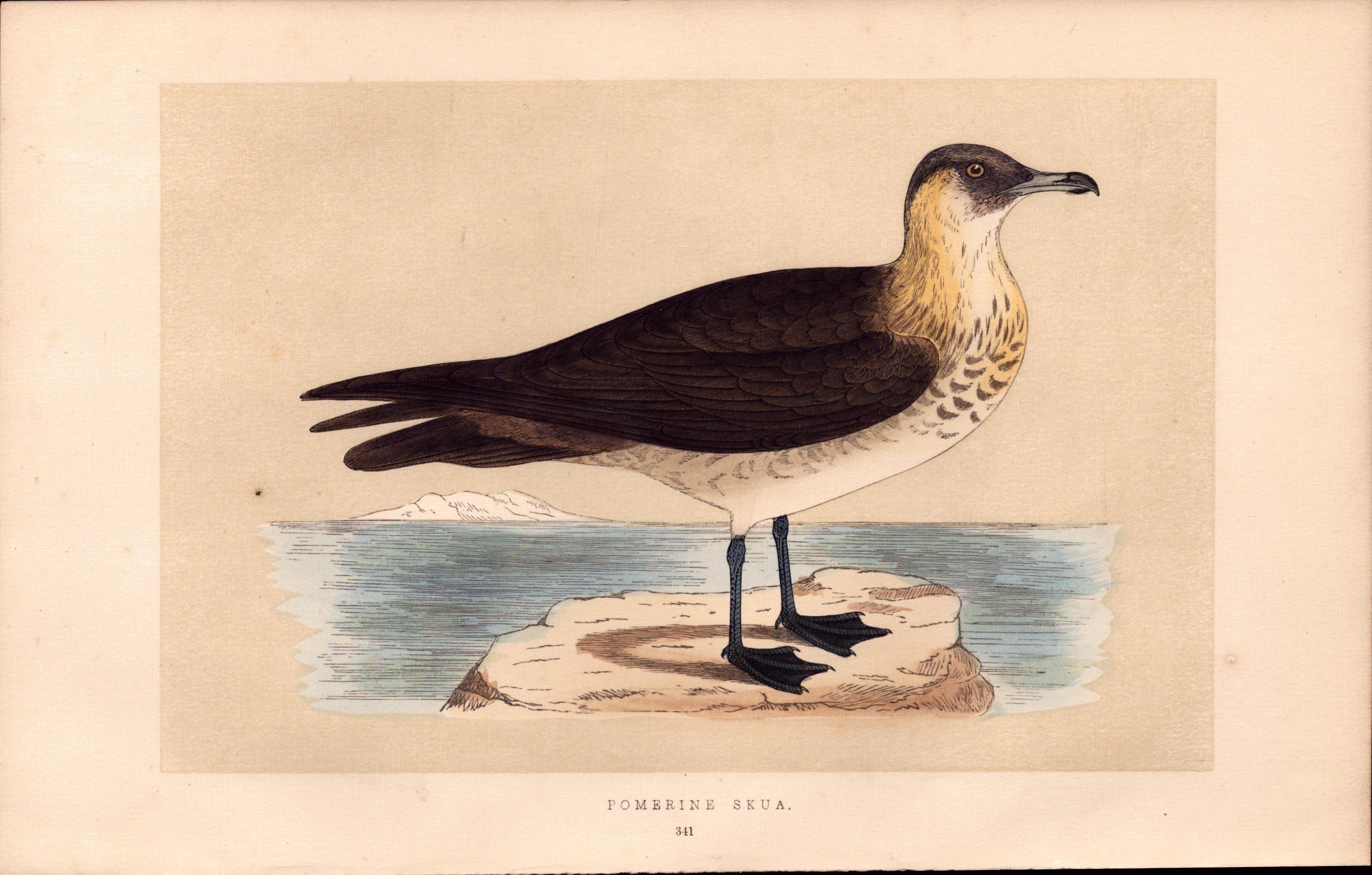 Pomerine Skua Rev Morris Antique History of British Birds Engraving.
