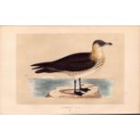 Pomerine Skua Rev Morris Antique History of British Birds Engraving.