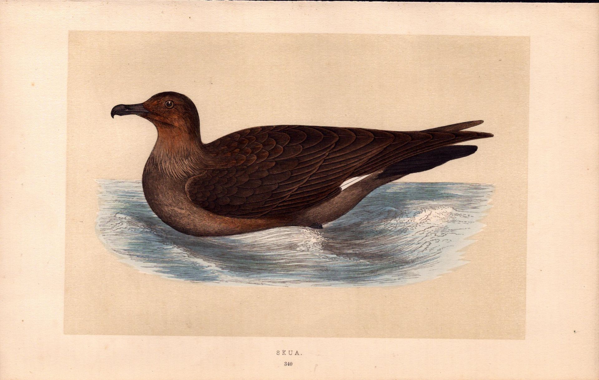 Skua Rev Morris 1857 Antique History of British Birds Engraving.