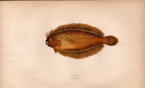 Megrim Antique Johnathan Couch Coloured Fish Engraving.
