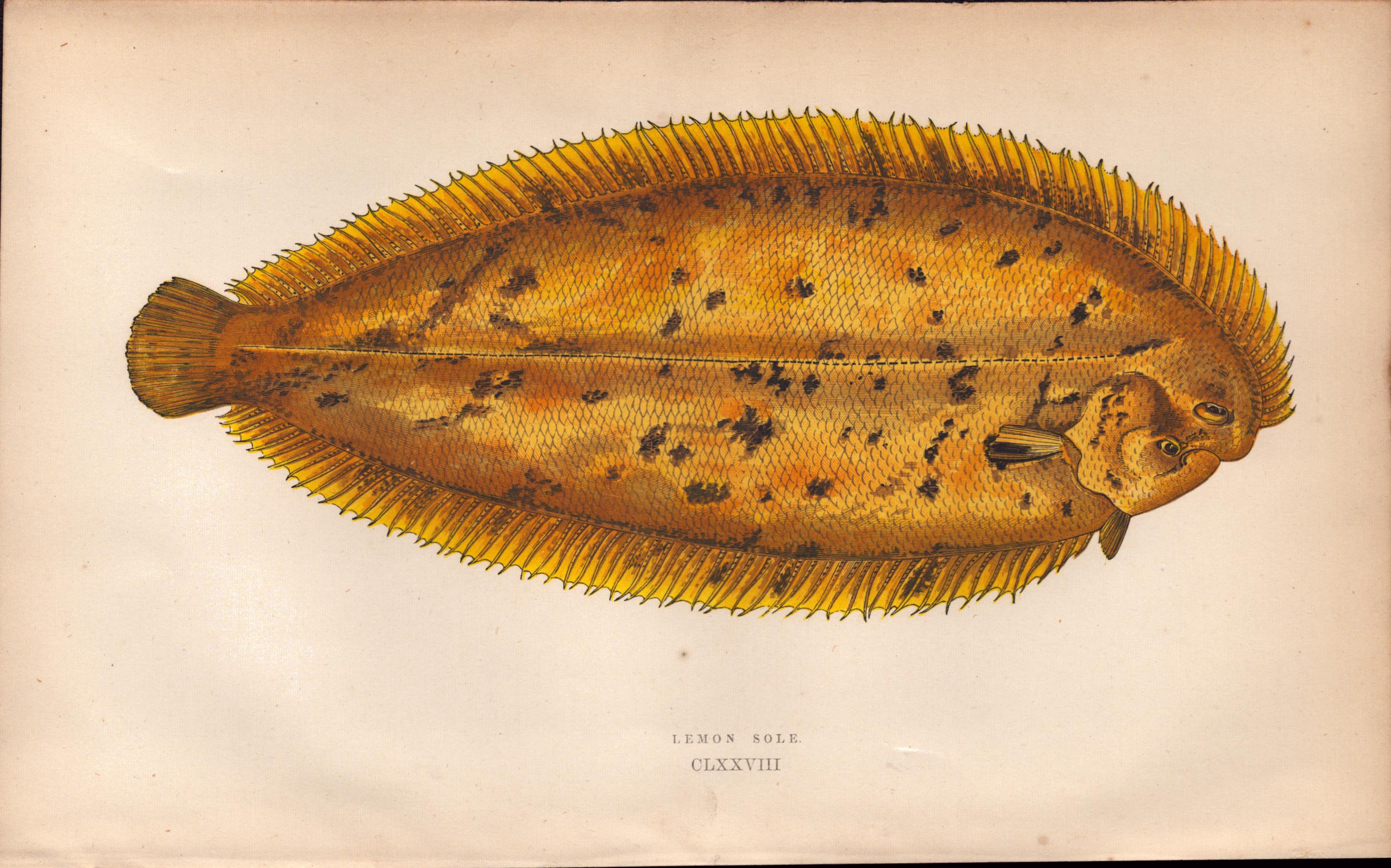 Lemon Sole Antique Johnathan Couch Coloured Fish Engraving.