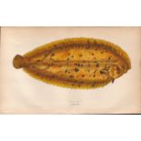 Lemon Sole Antique Johnathan Couch Coloured Fish Engraving.