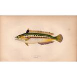 Rainbow Wrass Antique Johnathan Couch Coloured Fish Engraving.