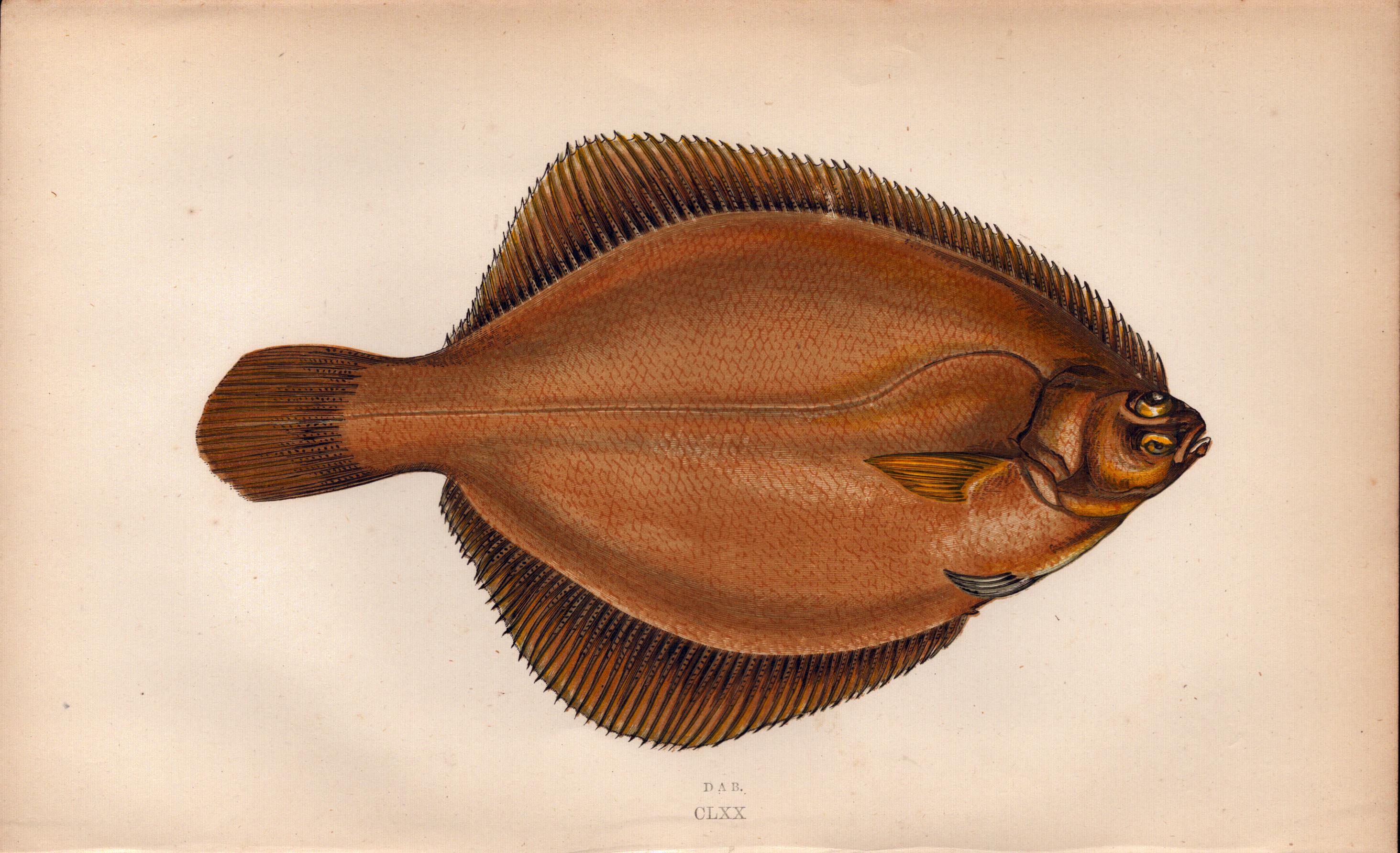 Dab Antique Johnathan Couch Coloured Fish Engraving.