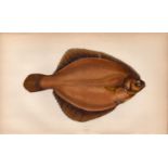 Dab Antique Johnathan Couch Coloured Fish Engraving.