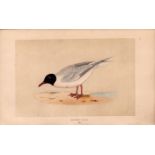 Little Gull Rev Morris Antique 1857 History of British Birds Engraving.