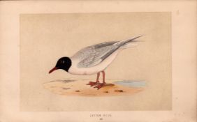 Little Gull Rev Morris Antique 1857 History of British Birds Engraving.