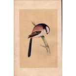Long Tailed Tit Rev Morris Antique History of British Birds Engraving.