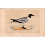 Sabine’s Gull Rev Morris Antique 1857 History of British Birds Engraving.