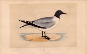 Sabine’s Gull Rev Morris Antique 1857 History of British Birds Engraving.