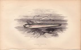 Bearded Ophidium Antique Johnathan Couch Coloured Fish Engraving.