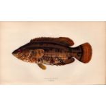 Baillon’s Wrass Antique Johnathan Couch Coloured Fish Engraving.