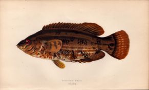 Baillon’s Wrass Antique Johnathan Couch Coloured Fish Engraving.