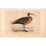 Esquimaux Curlew Rev Morris Antique History of British Birds Engraving.