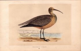 Esquimaux Curlew Rev Morris Antique History of British Birds Engraving.