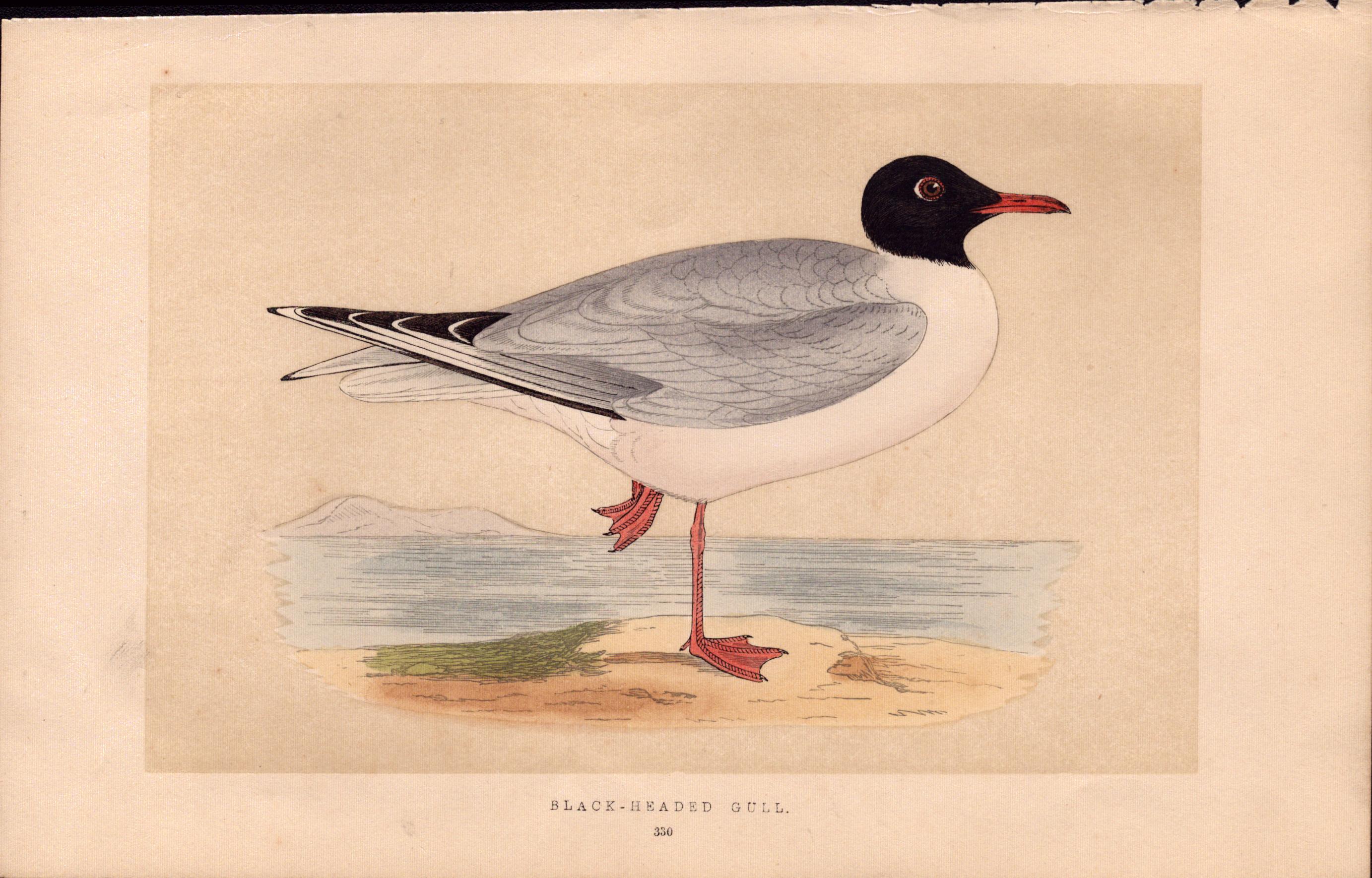 Black-Headed Gull Rev Morris Antique History of British Birds Engraving.