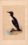 Ringed Guillemot Rev Morris 1857 Antique History of British Birds Engraving.