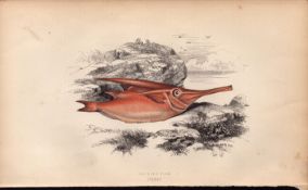 Trumpet Fish Antique Johnathan Couch Coloured Fish Engraving.