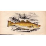 Whiting 1868 Antique Johnathan Couch Coloured Fish Engraving.