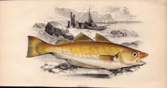 Whiting 1868 Antique Johnathan Couch Coloured Fish Engraving.