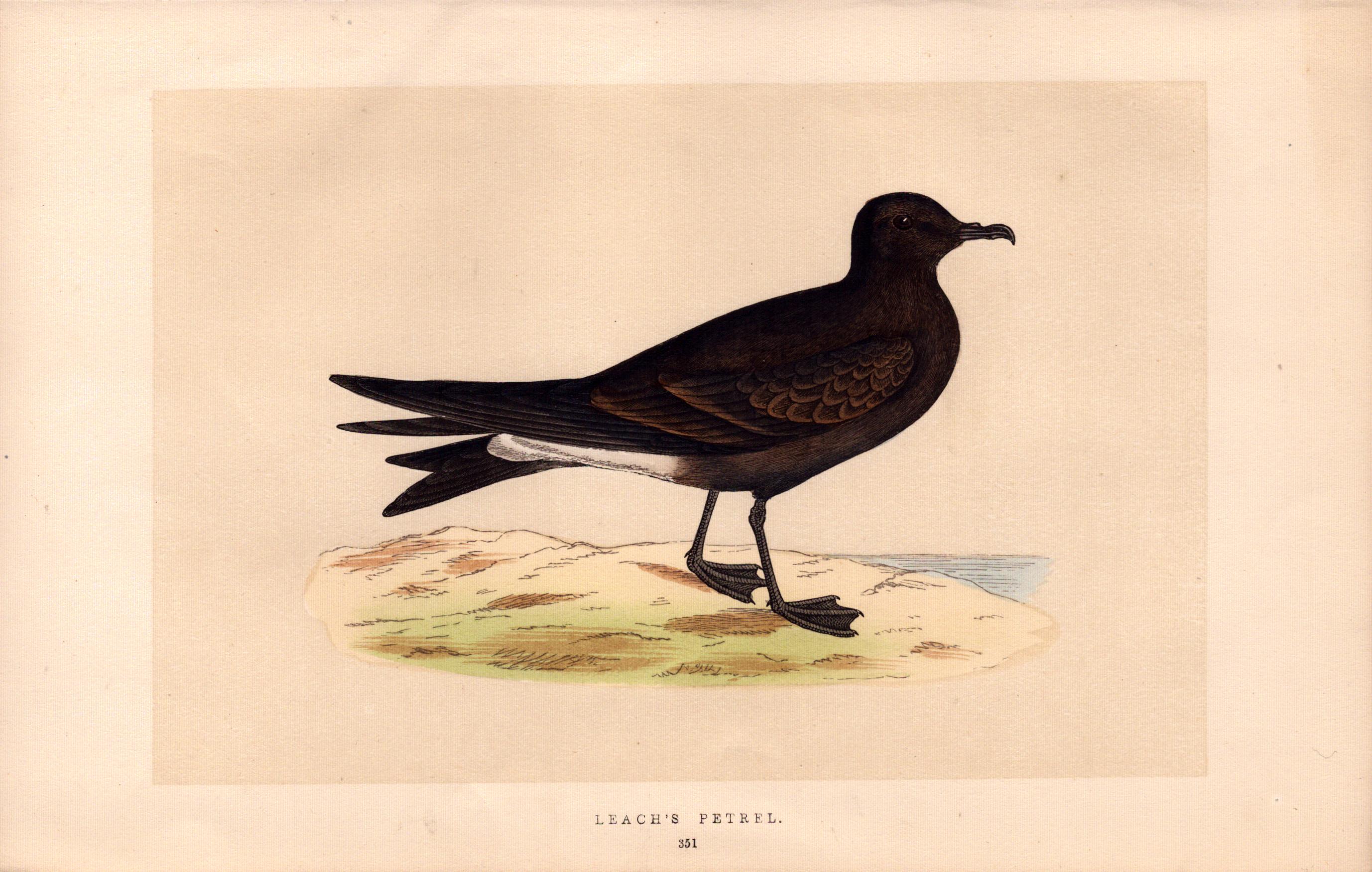 Leach’s Petrel Rev Morris 1857 Antique History of British Birds Engraving.