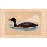 Great Northern Diver Rev Morris Antique History of British Birds Engraving.