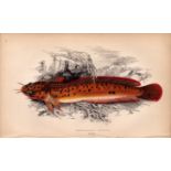 Three-Bearded Rockling Antique Johnathan Couch Fish Engraving.