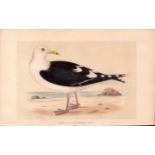 Great Black-Backed Gull Rev Morris Antique History of British Birds Engraving.