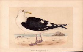 Great Black-Backed Gull Rev Morris Antique History of British Birds Engraving.