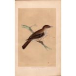 Spotted Flycatcher Rev Morris Antique History of British Birds Engraving.