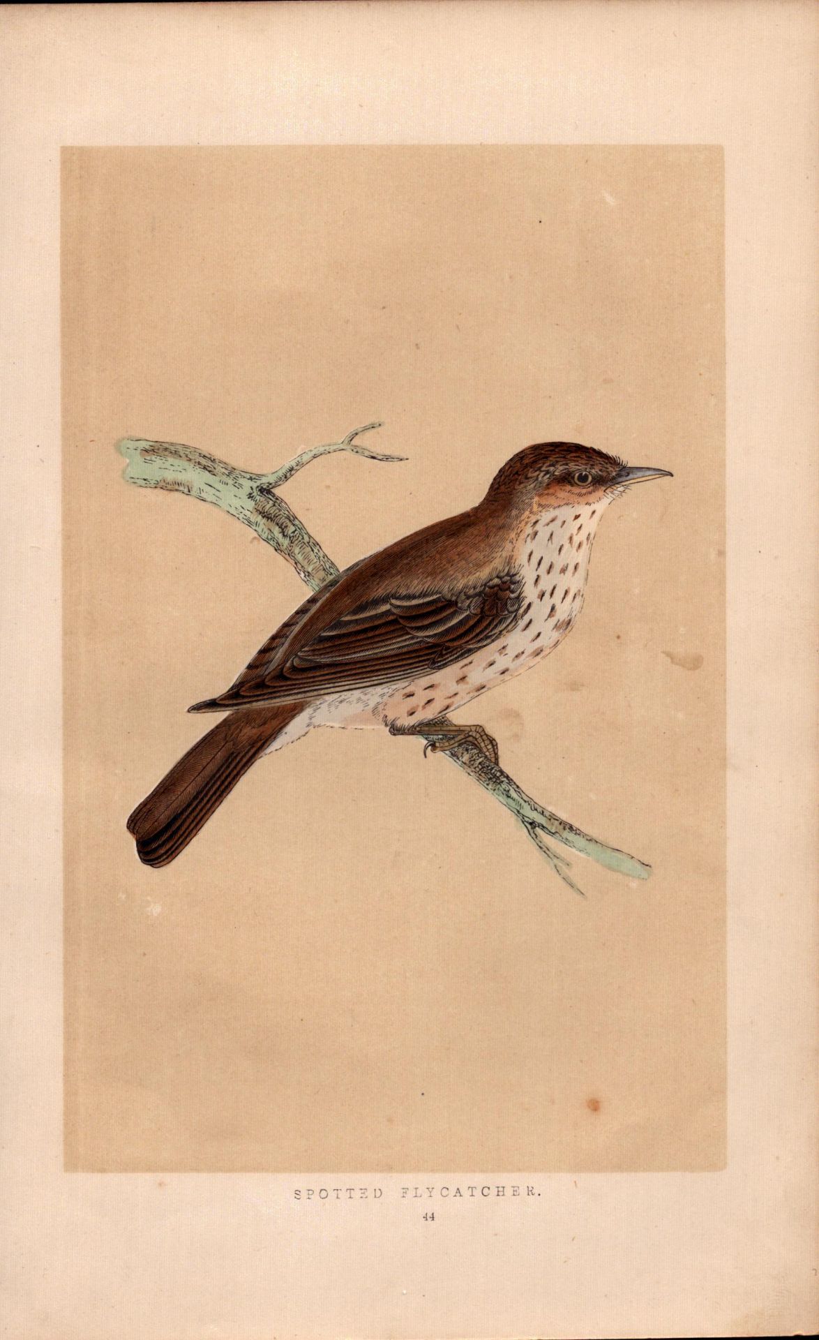 Spotted Flycatcher Rev Morris Antique History of British Birds Engraving.