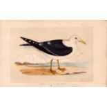 Lesser Black-Backed Gull Rev Morris Antique History of British Birds Engraving.