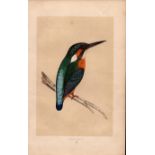 Kingfisher Rev Morris Antique History of British Birds Engraving.