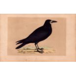 Rook Rev Morris Antique History of British Birds Engraving.