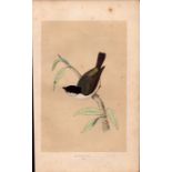 Marsh Tit Rev Morris Antique History of British Birds Engraving.