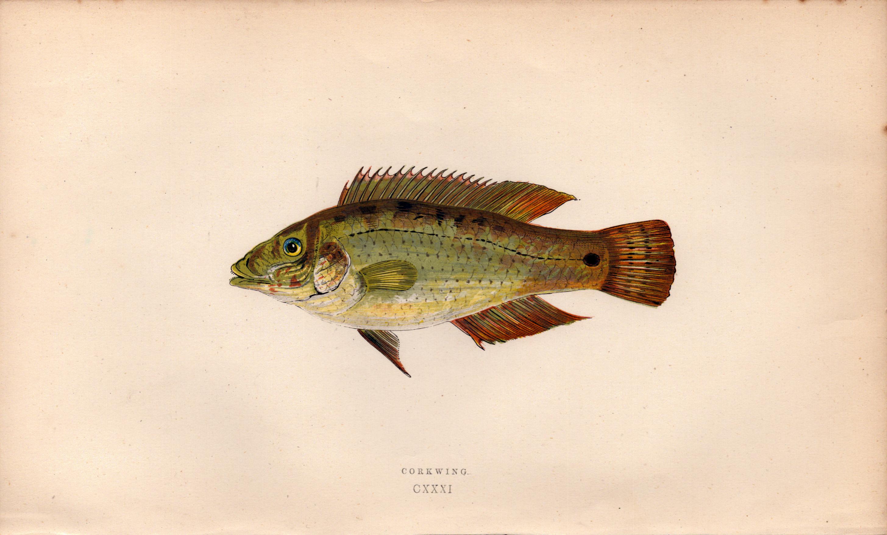 Corkwing Antique Johnathan Couch Coloured Fish Engraving.