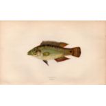 Corkwing Antique Johnathan Couch Coloured Fish Engraving.