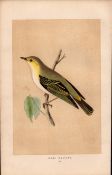 Wood Warbler Rev Morris Antique History of British Birds Engraving.
