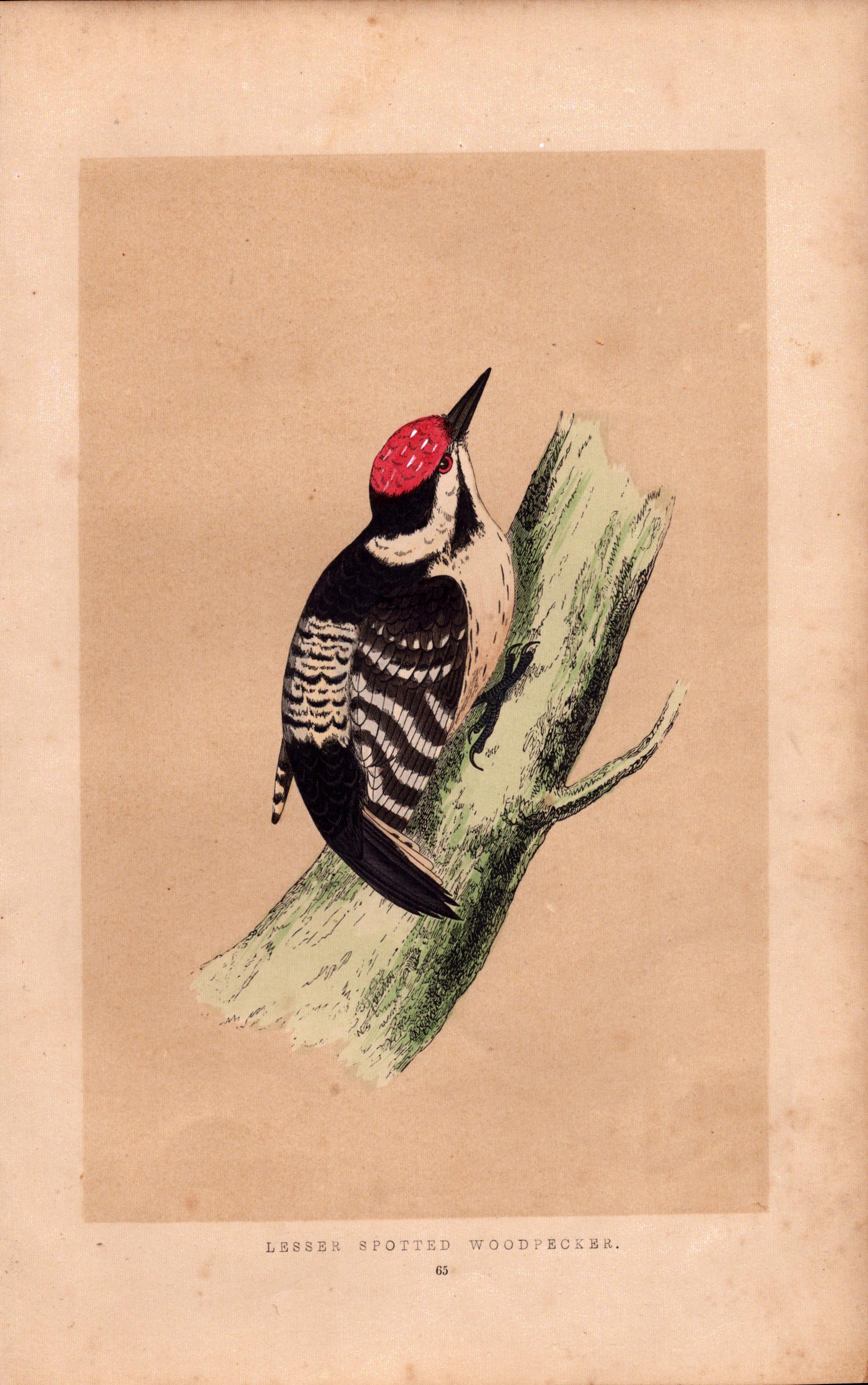 Lesser Spotted Woodpecker Rev Morris Antique History of British Birds Engraving.