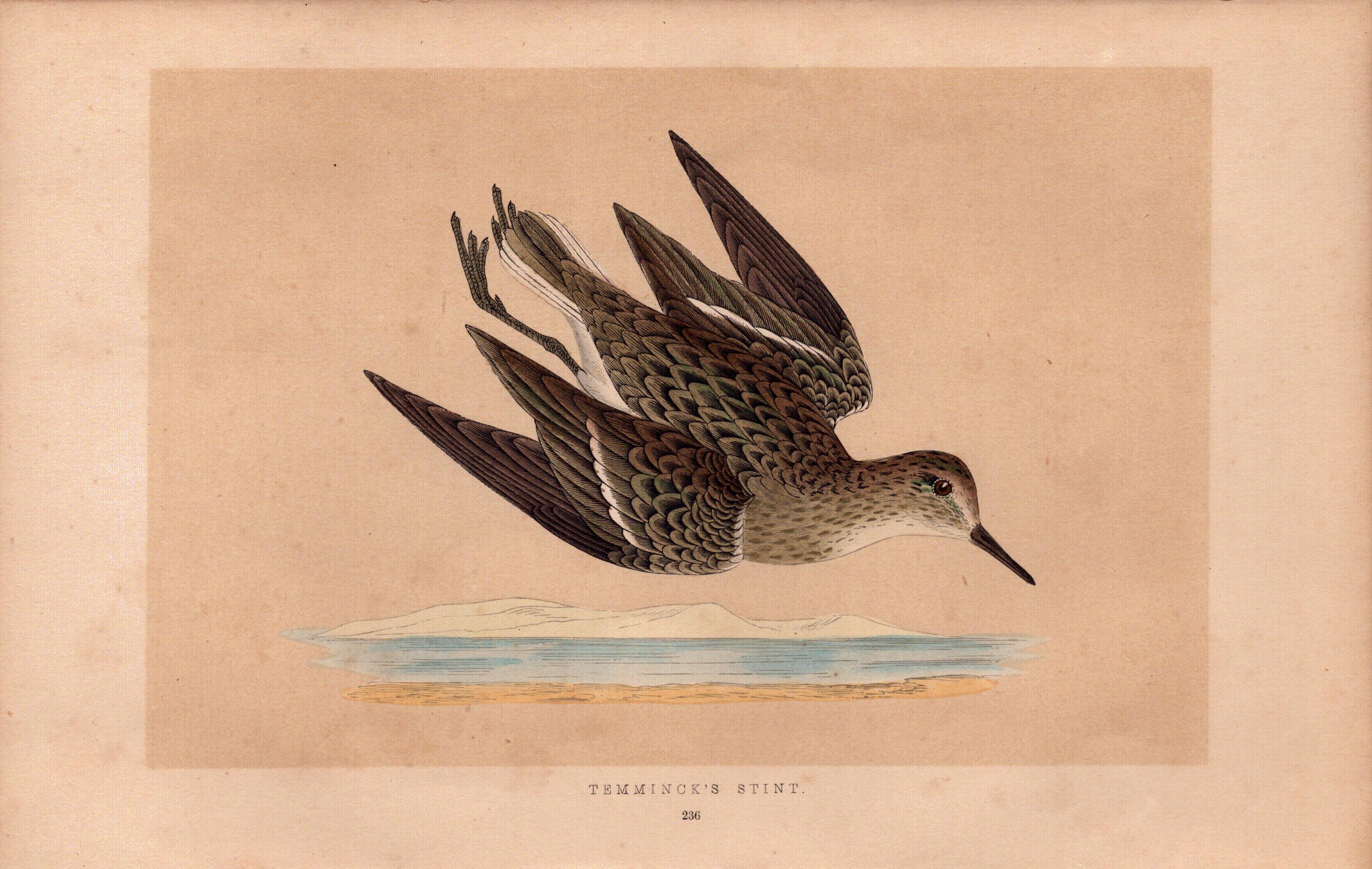 Temminck’s Stint Rev Morris Antique History of British Birds Engraving.