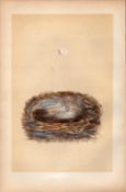 Cole Tit Antique 1875 Engraving Rev Morris Nests & Eggs-63.