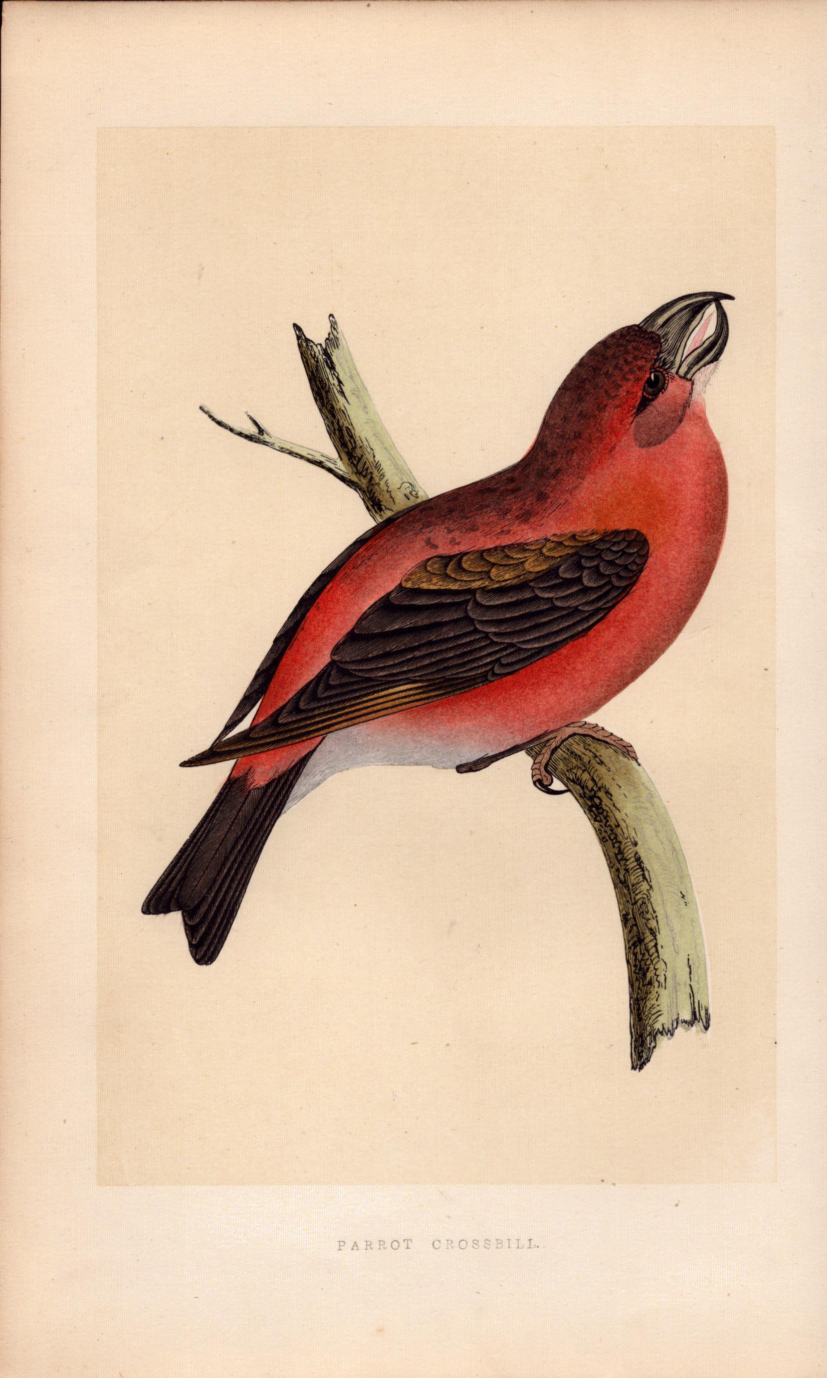 Parrott Crossbill Rev Morris Antique History of British Birds Engraving.