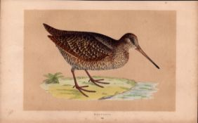 Woodcock Rev Morris Antique History of British Birds Engraving.