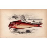 Red Mullet 1869 Antique Johnathan Couch Coloured Engraving.