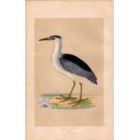 Night Heron Rev Morris Antique History of British Birds Engraving.