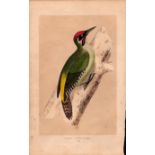 Green Woodpecker Rev Morris Antique History of British Birds Engraving.