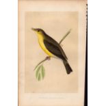 Melodious Willow Warbler Rev Morris Antique History of British Birds Engraving.
